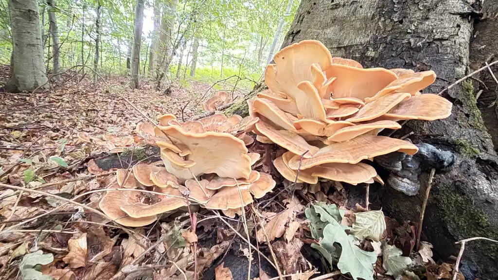 In search of mushrooms