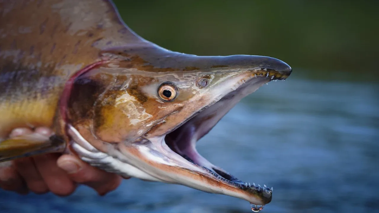Invasive pink salmon in Norwegian river
