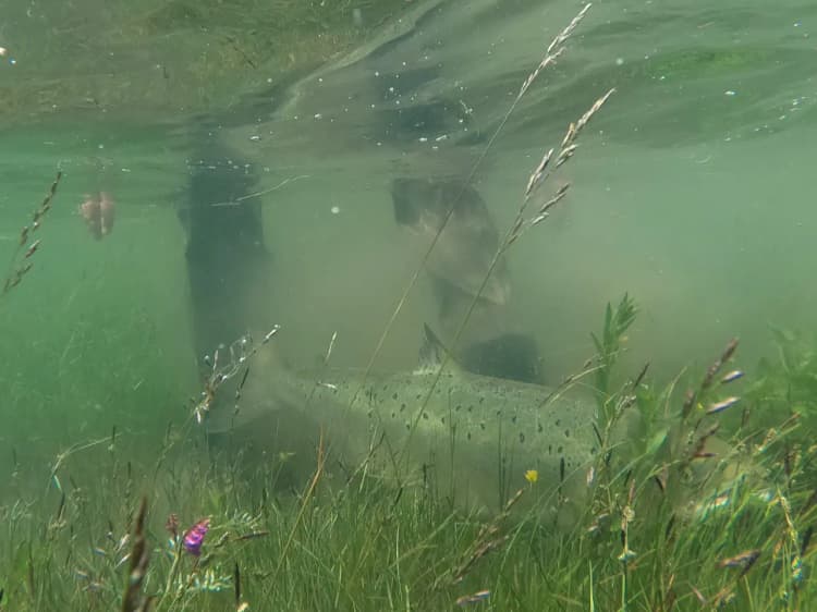 Aaroy River – The Realm of the Great Salmon image