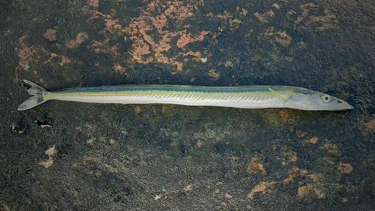 Common sand eel, Ammodytes tobianus