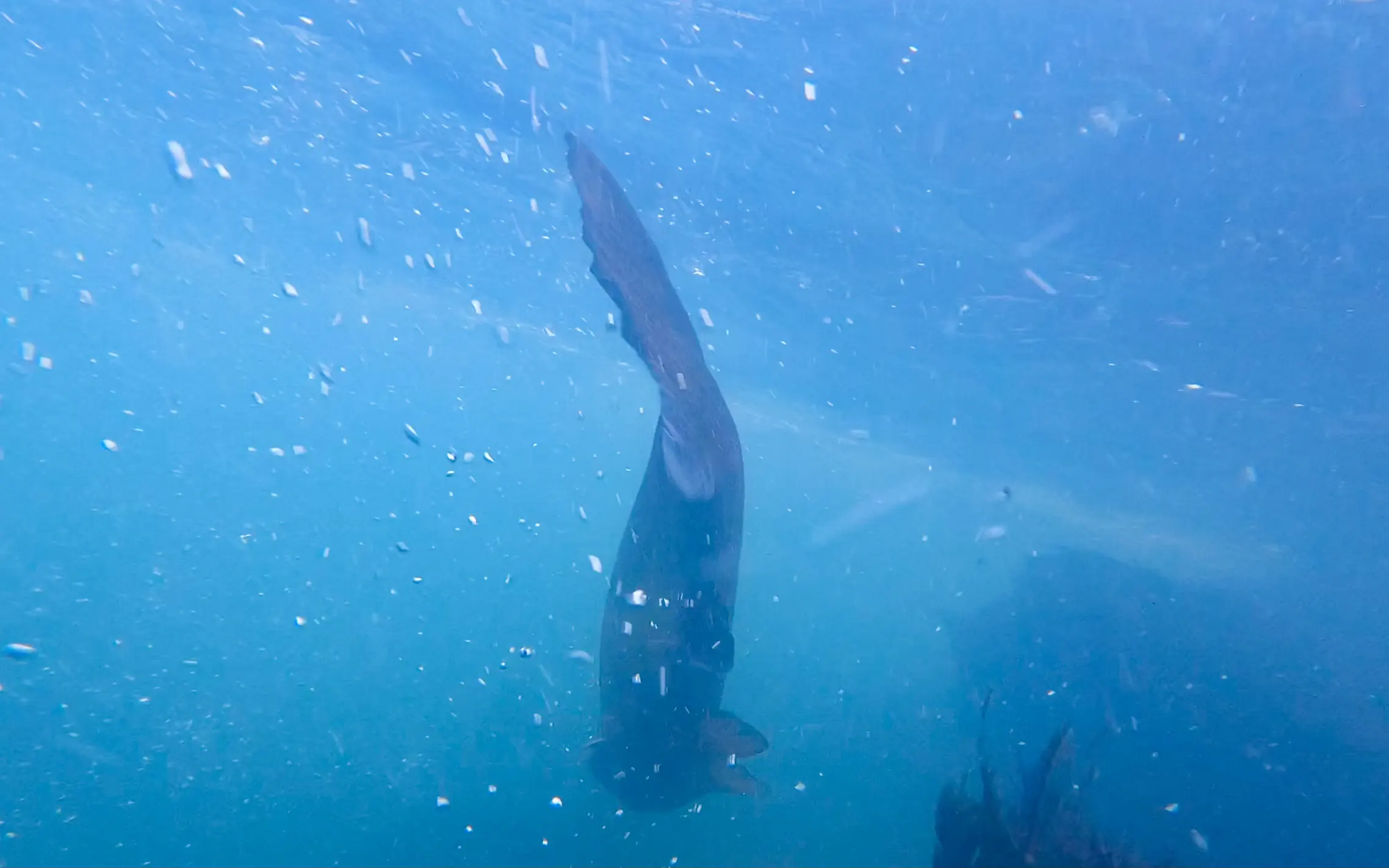 Homing Behaviour of Atlantic Salmon image