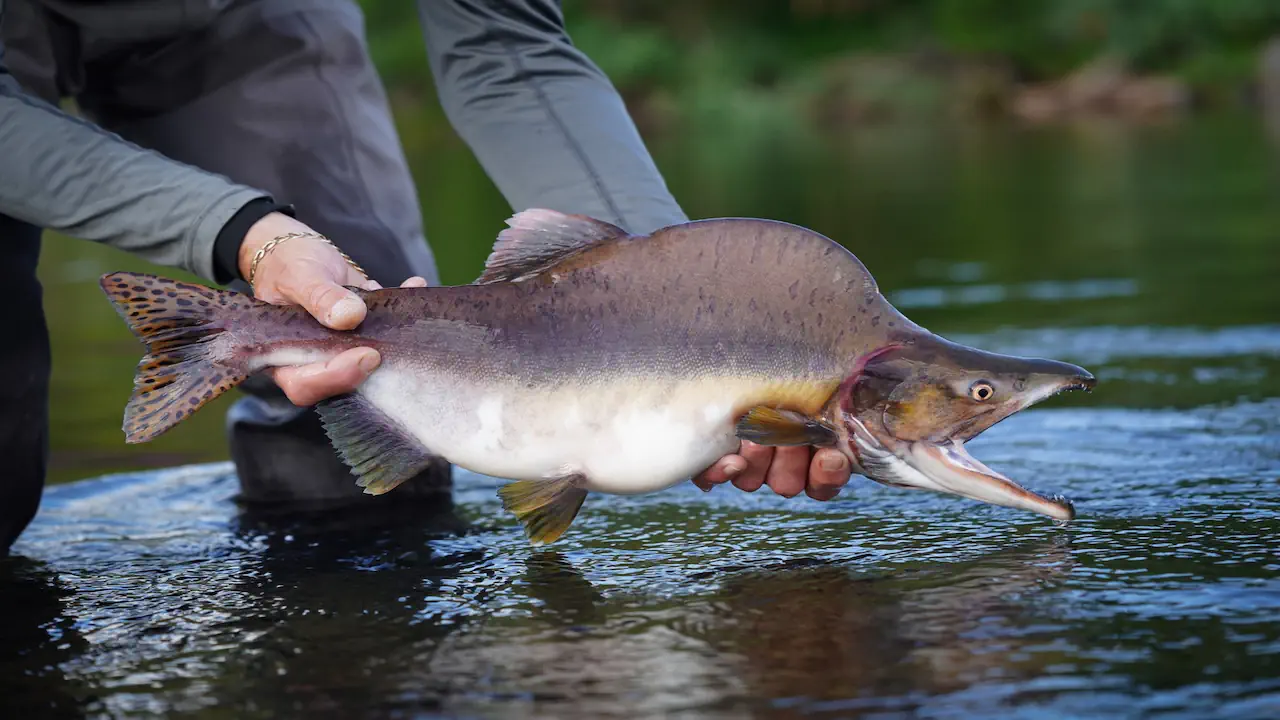 Angler with invasive pink salmon catch in Norway