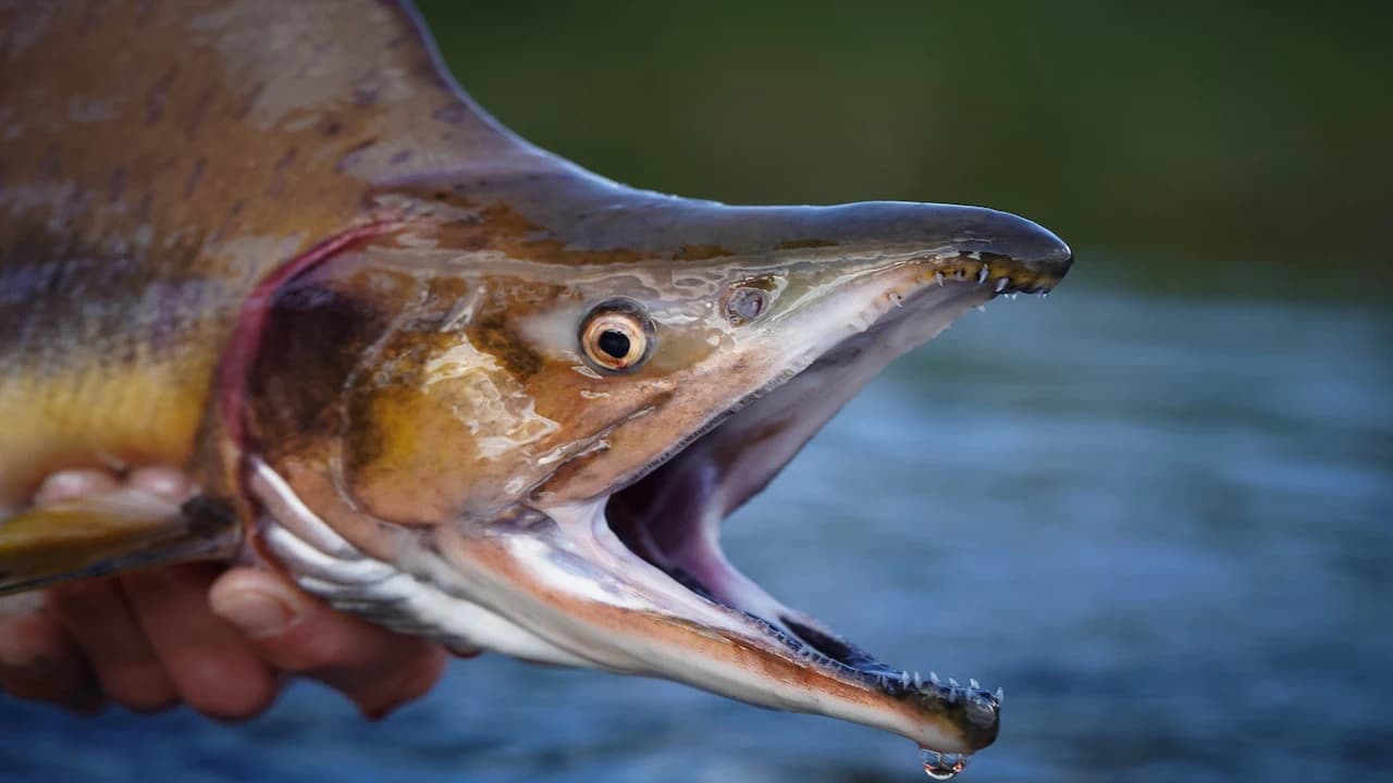 Invasive pink salmon in Norwegian river