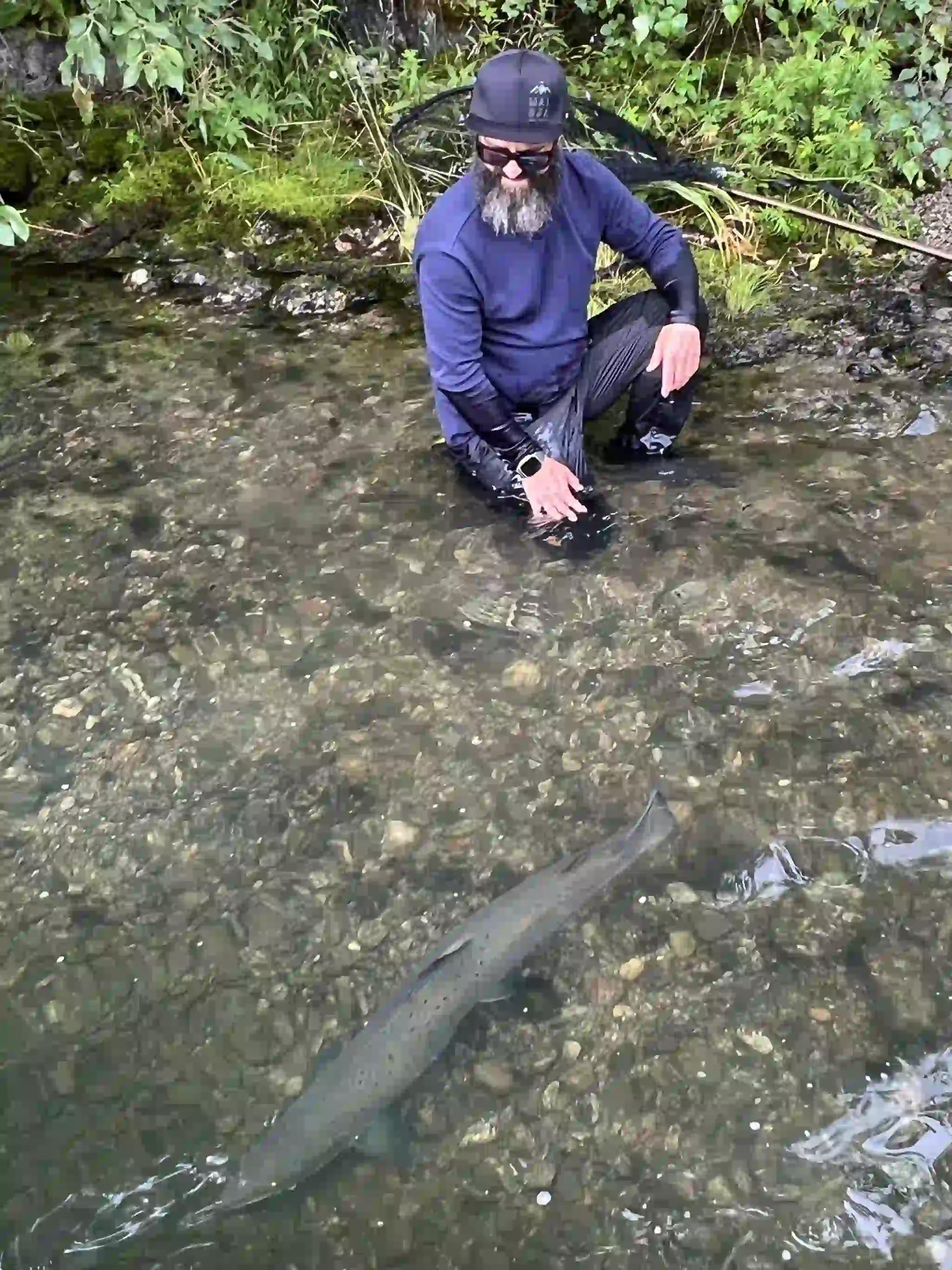 Portrait of Releasing a Big Salmon, Atlantic Salmon Fishing